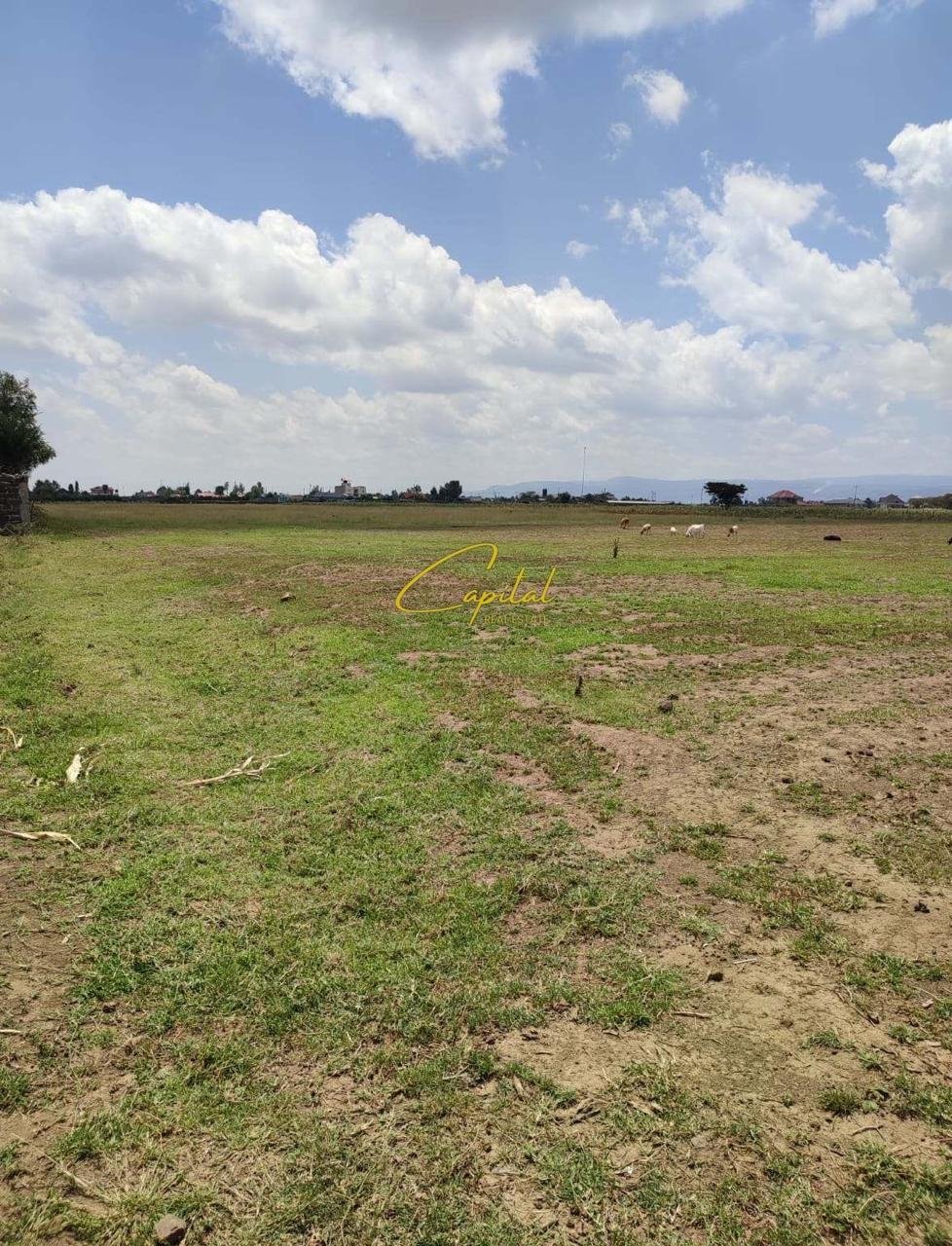 TOKE ME QIRA 1.500 M2 MULLET 100.000 LEKE